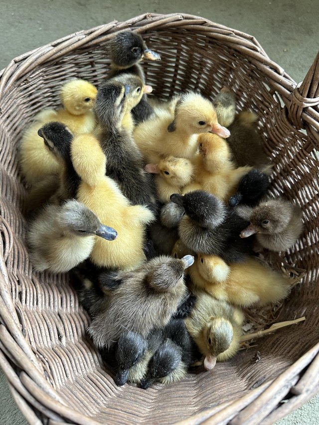 Preview of the first image of Indian Runner & Cayuga Ducklings.
