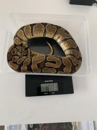 Image 1 of Royal python morphs and 33L rack for sale