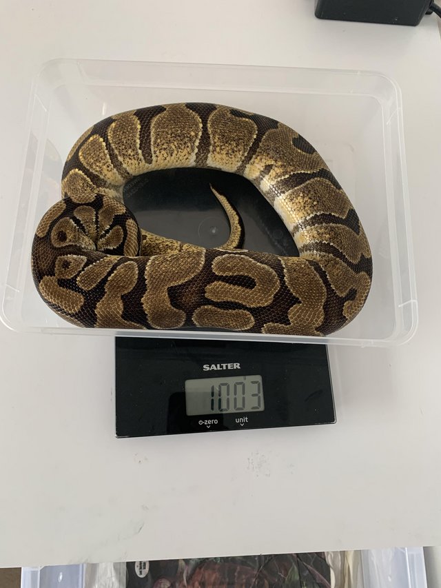 Preview of the first image of Royal pythons and 33L rack for sale.