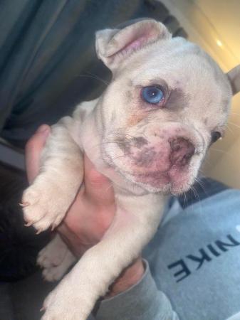 Image 11 of REDUCED ready to leave now Quality French Bulldog Puppies