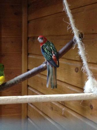 Image 6 of Various Birds (Parakeets/finches/canaries) for sale