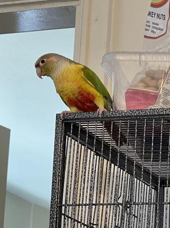 Image 4 of Male conure friendly with cage for sale  (sold)