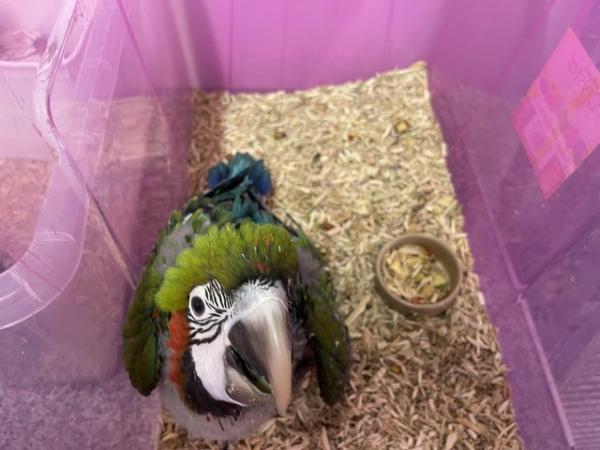 Image 1 of PLEASE READ DETAILS BEFORE MESSAGING! Hand reared parrots