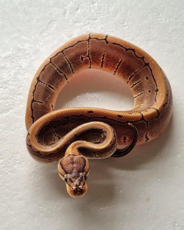 Image 2 of Hatchling royal pythons for sale