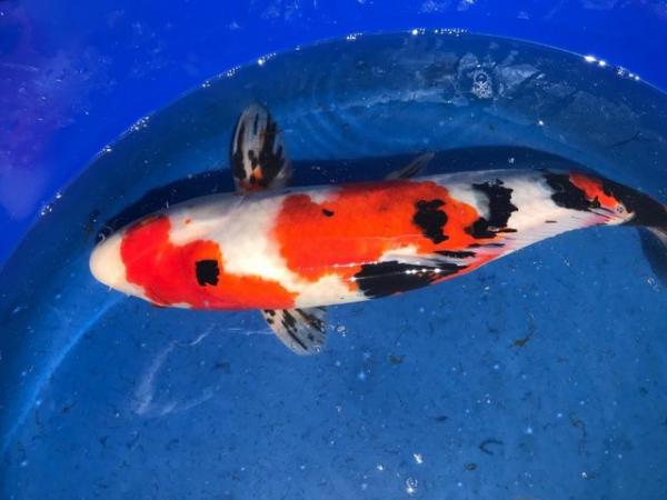 Image 2 of 12 Japanese Koi for sale