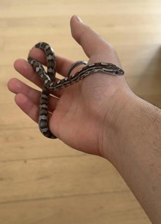 Image 5 of Corn snake with tank and decoration