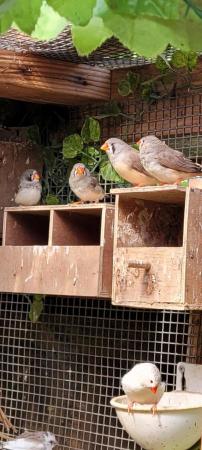 Image 2 of Zebra finches all young birds