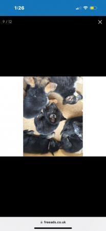 Image 3 of Beautiful German shepherd pups