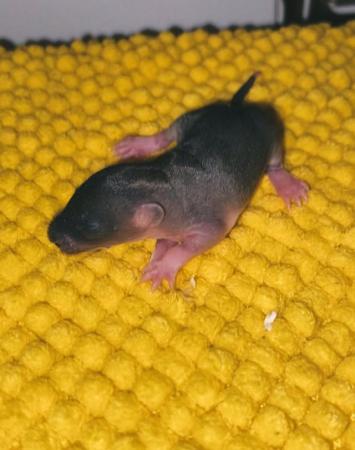 Image 2 of Rats! loving & Friendly Rats ??