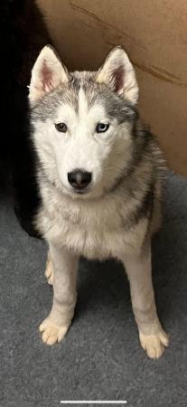 Image 6 of Almost 2 year old male ghost siberian husky called Dakota