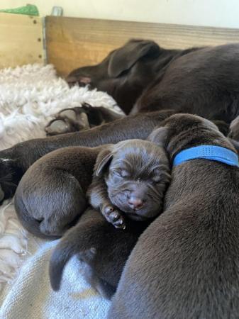 Image 5 of 10 Gorgeous Chocolate KC Dual Purpose Labrador puppies for s