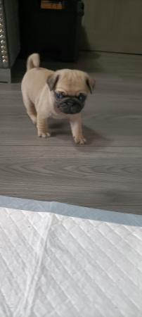 Image 12 of Last boy remaining * Pug puppy ready to leave now