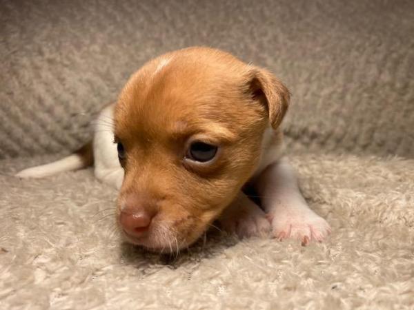 Miniature Jack Russells Puppies for sale in Ashorne, Warwickshire - Image 5