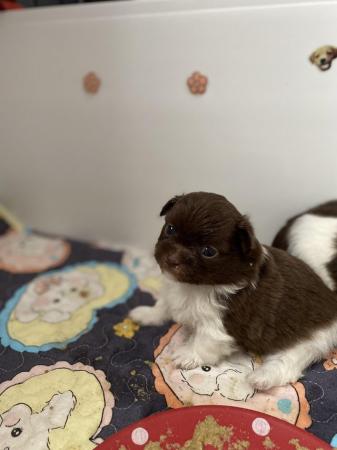 Image 5 of Ready Now Beautiful Pom shih pups 1 female 1 male