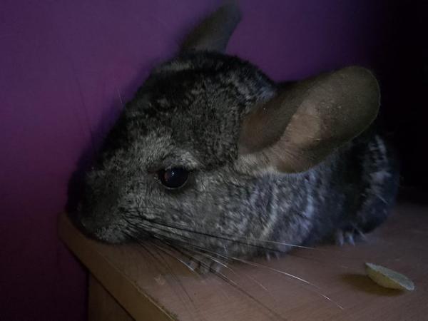 Image 3 of Friendly Chinchillas for Sale