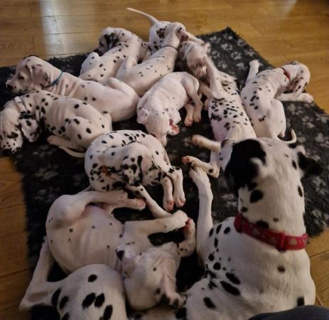 Image 2 of Beautiful Pedigree Dalmatian Puppies