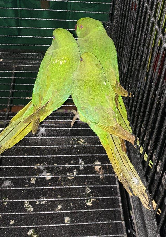 Preview of the first image of Beautiful Ringneck Indian Parrots 6 month old babies.