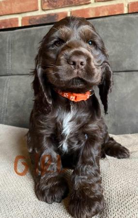 Image 5 of True show Cocker spaniel puppies for sale