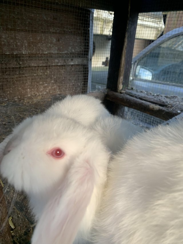 Preview of the first image of 8 Weeks Old White Dwarf Lop Rabbits.
