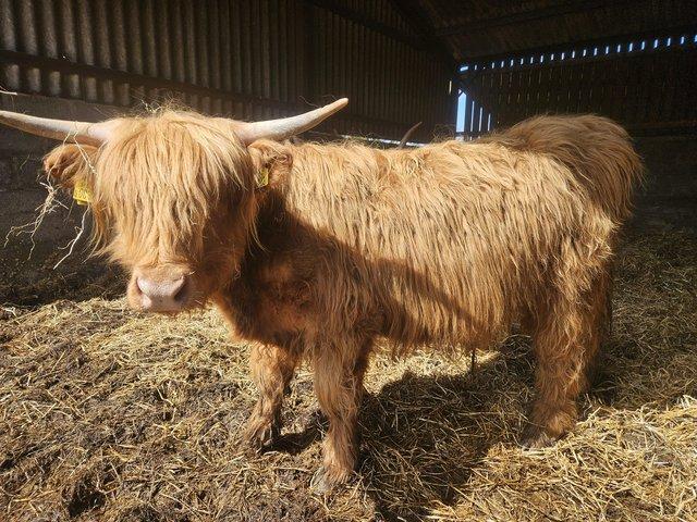 Preview of the first image of Registered highland heifer and steer.