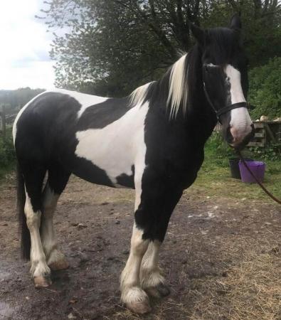 Image 1 of Big Irish cob available for part loan/share