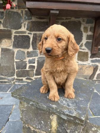 Image 3 of Adorable red labradoodle puppies