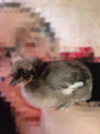 Image 12 of 3 month old Silkie x pekin rooster/cockerel