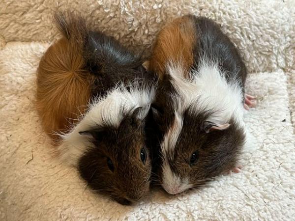 Image 2 of Gorgeous female baby guinea pigs