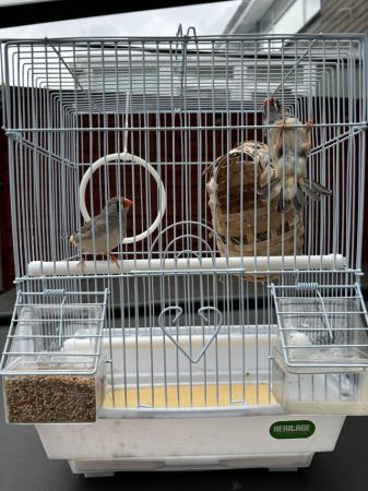 Image 2 of Zebra Finches for sale complete with cage