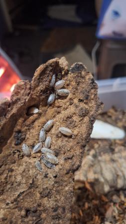 Image 3 of Daisy Cow woodlice........