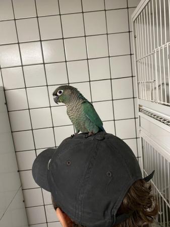 Image 5 of Silly Tame Hand Reared Baby Green Cheek Conures