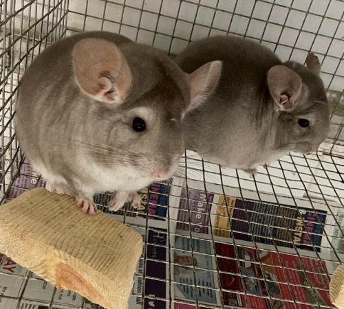 Image 10 of Chinchillas for sale in Staffordshire
