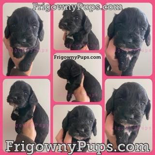 Image 2 of F1 Cockerpoo Puppies from Licensed Breeder
