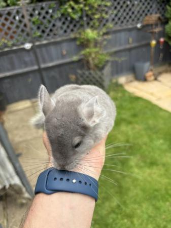 Image 3 of Sold - Violet male chinchilla ready now