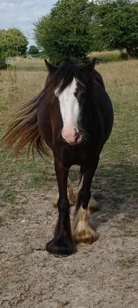 Image 2 of New best friend wanted for 4 year old mare