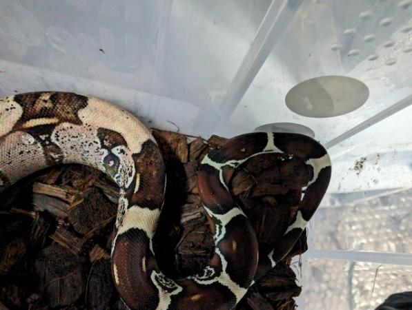 Image 2 of Guyana red tail boa constrictors cb23
