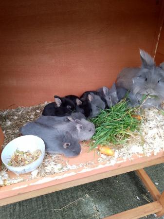 Image 2 of 6week old baby rabbits for sale lion head cross Netherland d