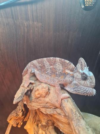 Image 4 of Female Yemen Chameleon for sale to a very good home. Only