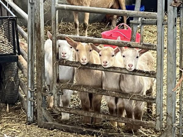 Image 1 of British Guernsey type kid goats for sale