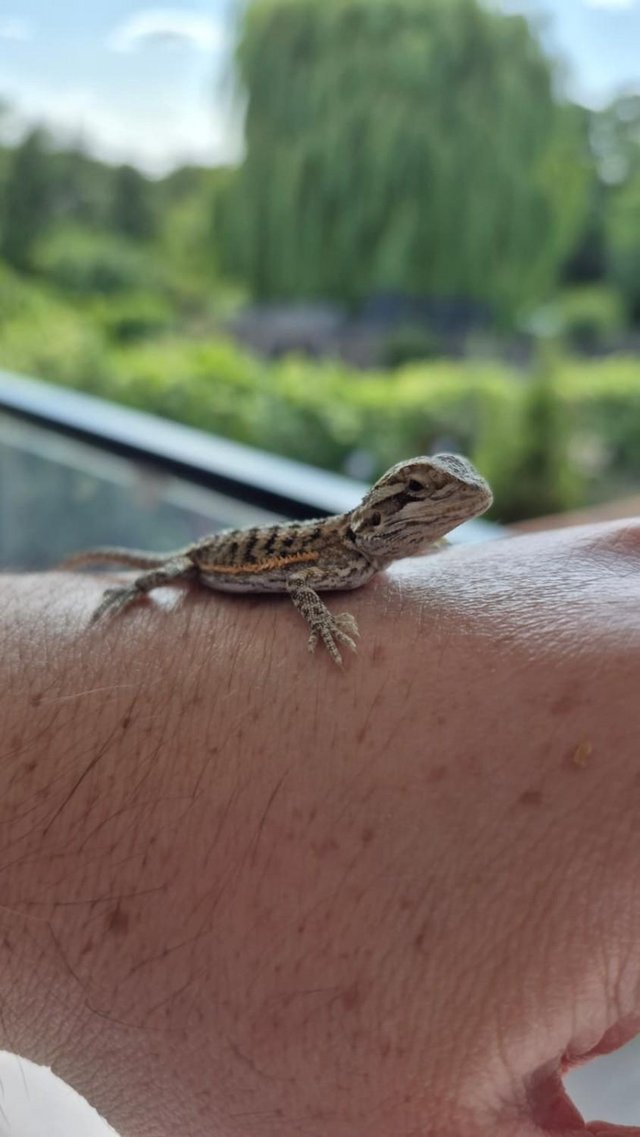 Friendly Bearded Dragon Babies — photo 2 of 4