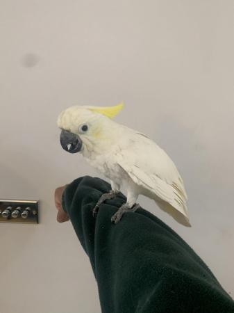 Image 2 of HandReared Tame Talking Yellow Crested Cockatoo