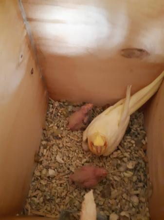 Image 4 of Baby cockatiels ready for handrearing