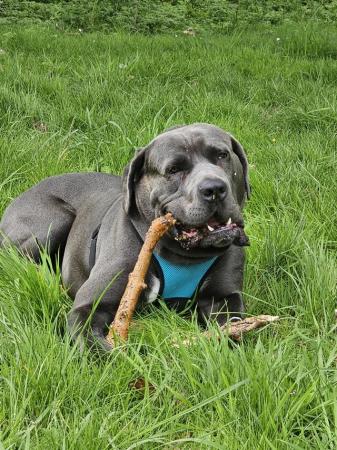 Image 5 of Kane , Cane Corso male 2 years old