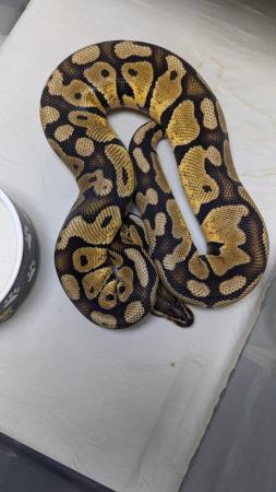 Image 8 of Whole collection of royal pythons for sale