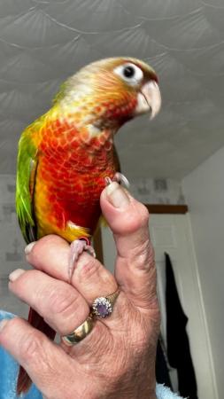 Image 8 of Hand reared conures Various different mutations