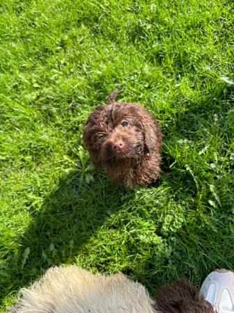 READY NOW last beautiful boy cockerpoo for sale in Warrington, Cheshire - Image 5