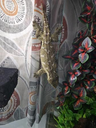Image 7 of Leachianus gecko female proven isle E morro