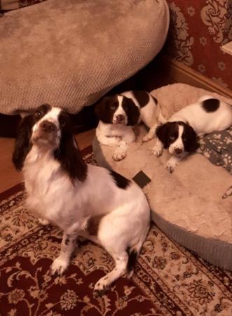 Image 3 of working springer spaniel puppies