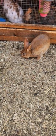 Image 4 of A beautiful red agouti half mixed breed and half lion lop