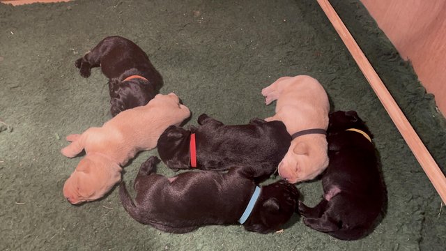 Image 2 of KC Registered Labrador Puppies
